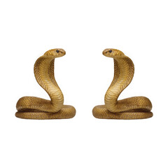 Two golden cobras facing each other isolated on a transparent background