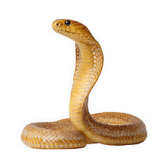 Majestic cobra snake poised and alert isolated on a transparent background