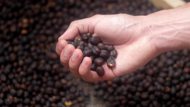 A male hand moving and sorting through a pile of dried natural process coffee cherries (black and brown) on a drying bed. Agricultural quality control process.