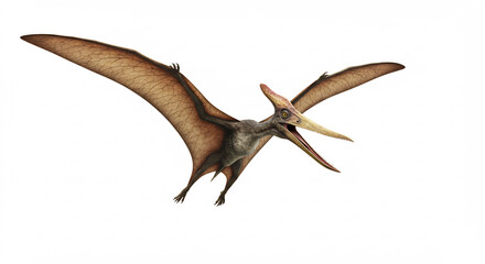 Historischer Pterodaktylus Reptil fliegt kraftvoll mit weiten Fluegeln vor makellos weissem Hintergrund studiobeleuchtet. AI Generated