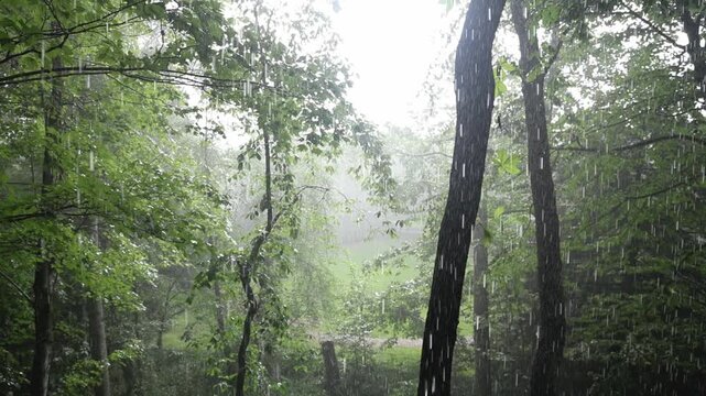 Rain pouring down through forest trees in slow motion.