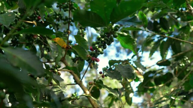 Side view of green coffee clusters surrounded by healthy dense foliage. Represents the vegetative stage of the coffee tree.