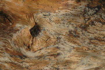 Decomposizione del legno con termiti del legno, vecchio sfondo in legno scuro e logoro, la superficie della vecchia texture del legno marrone