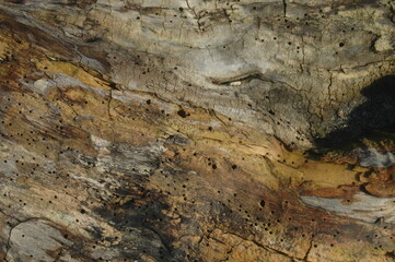 Decomposizione del legno con termiti del legno, vecchio sfondo in legno scuro e logoro, la superficie della vecchia texture del legno marrone