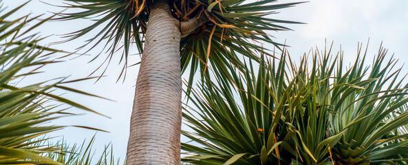 Tropical exotic green flora and growing plants, palms with bark on a palm trunk closeup.
