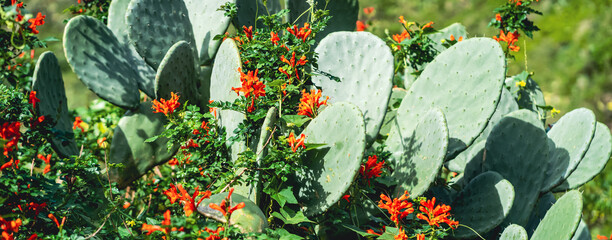 Green cacti bushes of opuntia cactus in the mountains. © Zhanna