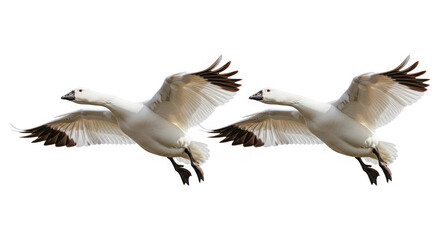 Snow geese in flight isolated on a transparent background