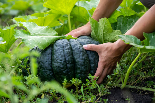 Man is farming, harvesting pumpkin in the garden.