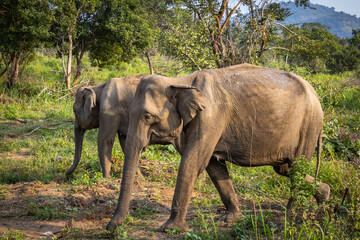 Fototapeta premium elephants, indian elephants, minneriya national park, minneriya, sri lanka, ceylon, safari, wildlife