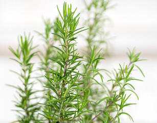 Fototapeta premium Evergreen rosemary plant growing in a garden, in a pot.