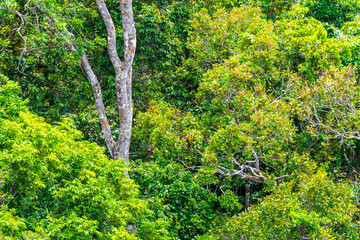 Fototapeta premium Tropical jungle rainforest from above green treetops branches Amazonas Brazil.