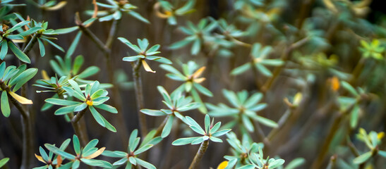 A bushes of Euphorbia balsamifera, exotic plants with green leaves.