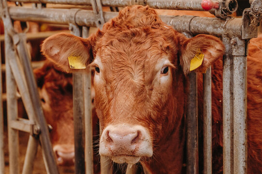 Braune K&uuml;he in einem Kuhstall in Deutschland werden mit Heu gef&uuml;ttert