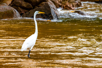 Obraz premium Great white common heron egret standing at the beach Brazil.