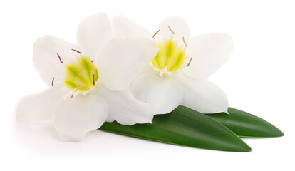 Two white flowers with green leaves isolated on white