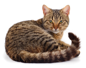 Beautiful tabby cat curled up isolated on white