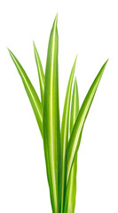Green variegated grass leaves isolated on white background