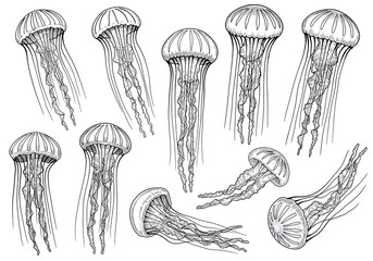 クラゲの精密描写：繊細な線画集