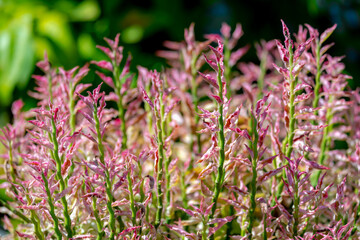 Fototapeta premium Selective focus pink leaves of Euphorbia tithymaloides in garden, A perennial succulent spurge native to the tropical and subtropical areas, The plant is also known by the scientific name Pedilanthus.