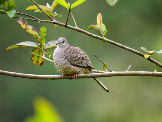 Inkatäubchen (Columbina inca)