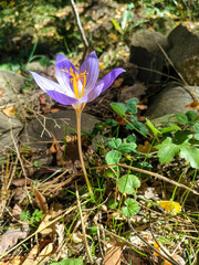 A purple flower with beautiful petals and an orange pistil among the grass. Crocus speciosus or Crocus banaticus.