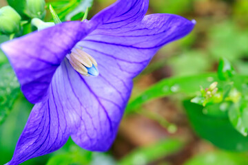 紫色の桔梗の花をクローズアップ撮影