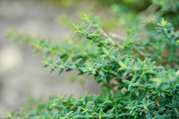 Lush Thyme Foliage (Thymus vulgaris) with Soft Bokeh Background in Home Garden