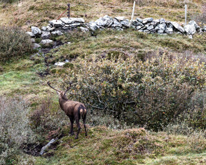Lonely red deer stag during the rut in County Donegal, Ireland