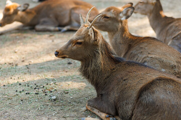 Obraz premium Relaxed Deer Resting on Dirt Ground in Park Setting Under Shaded Trees. Nara City, Japan