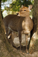 Deer By Tree In Sunny Park Setting, Rustic Wildlife Portrait For Nature Lovers. Nara City, Japan