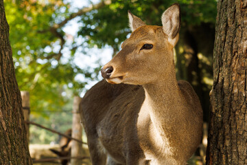 Fototapeta premium A Deer in the Forest Between the Trees, Drenched in Soft Sunlight and Calm Nature. Nara City, Japan