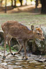 Fototapeta premium Deer By Tree In Sunny Park Setting, Rustic Wildlife Portrait For Nature Lovers. Nara City, Japan