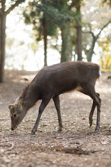 Fototapeta premium Deer Grazing in a Sunlit Forest: Peaceful Wildlife Moment in Rustic Woods. Nara City, Japan