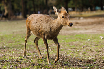 Fototapeta premium Deer Grazing in a Sunlit Forest: Peaceful Wildlife Moment in Rustic Woods. Nara City, Japan