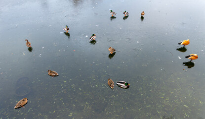 Ducks Swimming in a Partially Frozen Pond