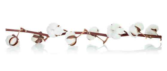 Cotton branch with flowers isolated on transparent background with reflection and shadows, natural eco friendly plant, dried floral element, mockup template for design and decoration. Full focus photo