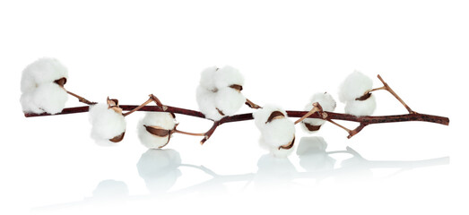 Cotton branch with flowers isolated on transparent background with reflection and shadows, natural eco friendly plant, dried floral element, mockup template for design and decoration. Full focus photo