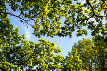 Fototapeta premium A view looking upwards through the leafy canopy of oak tree. The branches and lush green leaves provide a natural frame