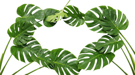 Frames made of green leaves on a transparent background for design and decoration