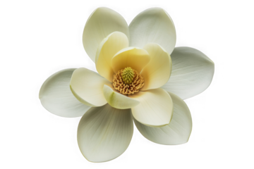  Elegant cream colored magnolia flower with yellow center isolated on transparent background