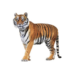 Obraz premium Majestic tiger standing proudly in the wild, captured from a frontal viewpoint