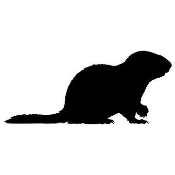 Silhouette of a beaver isolated on transparent background