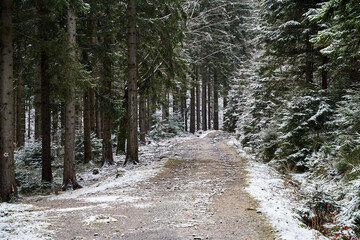 Mountain gravel road and hiking trail in a coniferous forest during winter in the Karkonosze Mountains © GKor