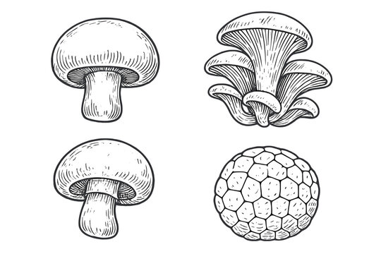 Mushroom illustrations in a vintage etching style