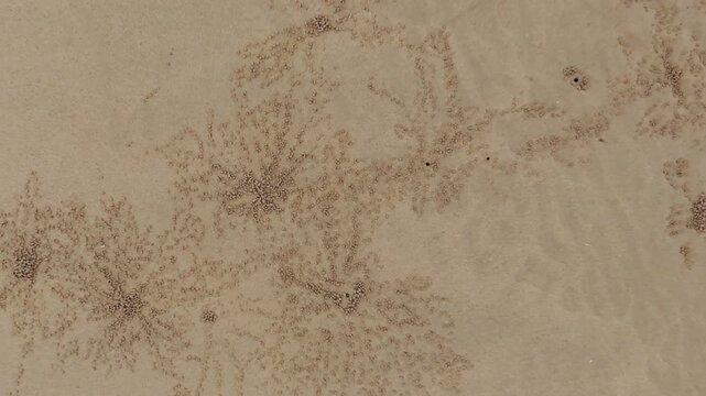 crab dens in Kemp's Beach, Queensland