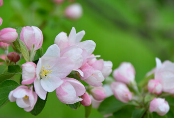 Obraz premium spring background with Delicate Pink Apple Blossoms and blurred green leaves