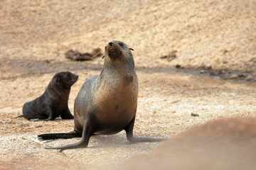 Naklejka premium australian fur seal