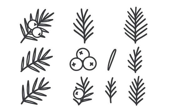 Botanical Icons: Juniper Branch, Berries, and Needles