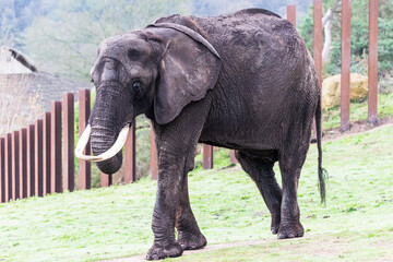 African elephant on the move