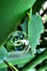 Close up of ranslucent soap bubble floats amidst green foliage. whimsical and surreal abstract image.